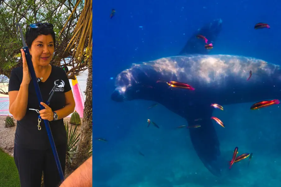 Iniciativa legislativa busca blindar rescates de lobos marinos en México