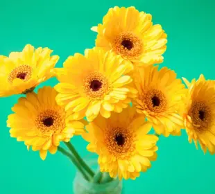 21 de septiembre flores amarillas