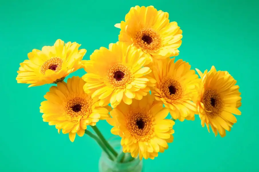 21 de septiembre flores amarillas