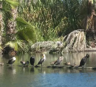 Los Cabos Bird CIty
