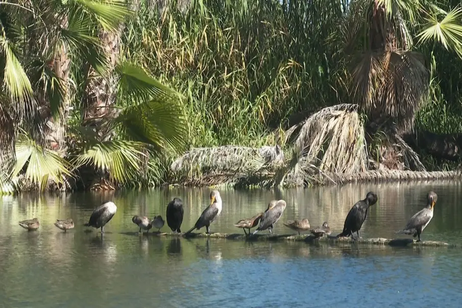 Los Cabos Bird CIty