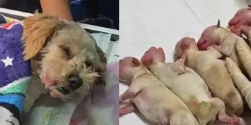 Cereza, la perrita que sobrevivió a la explosión en Iztapalapa