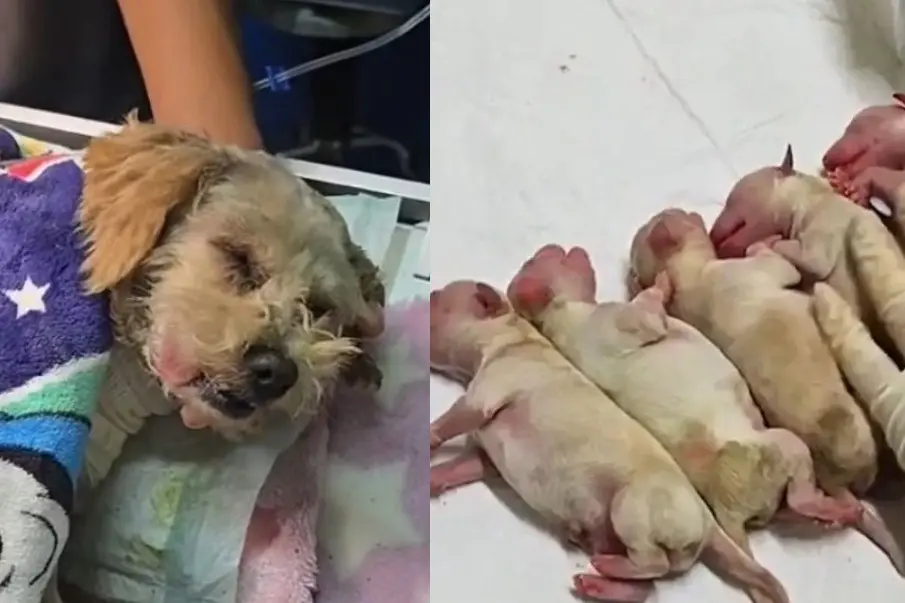Cereza, la perrita que sobrevivió a la explosión en Iztapalapa