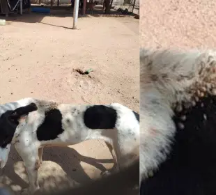 Denuncian maltrato y negligencia en el CEMAC de La Paz; exigen acciones reales del Ayuntamiento