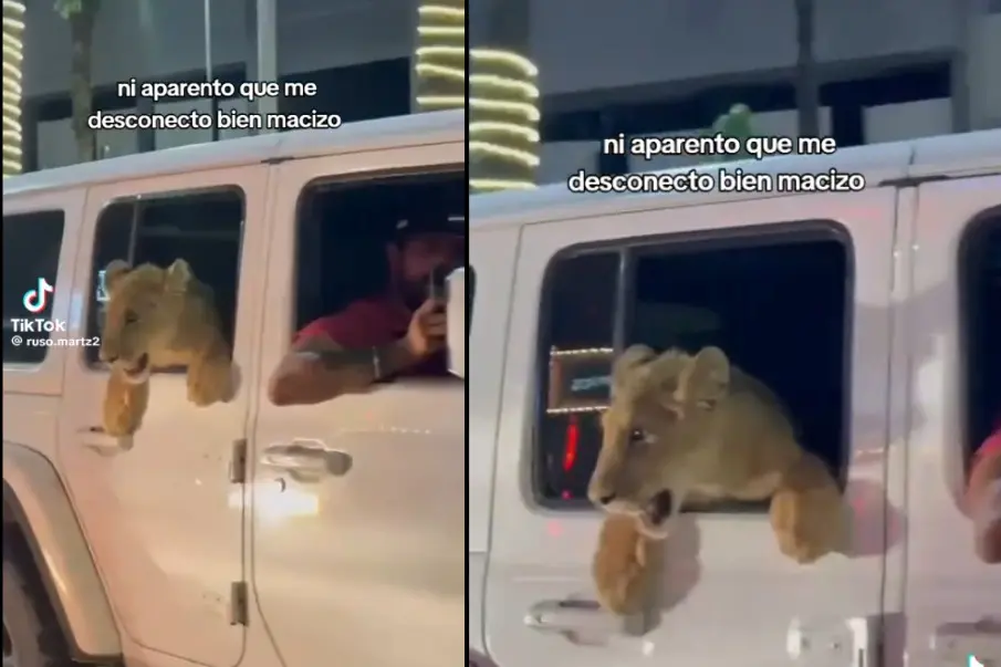 Indignación en Cabo San Lucas: un león es paseado en vehículo por la avenida principal; autoridades deben investigar la tenencia del animal