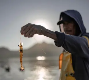 Topolobampo al borde del colapso socioambiental tras alerta internacional por planta de amoníaco
