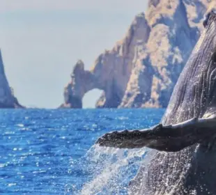 Avistamiento de ballenas en Los Cabos