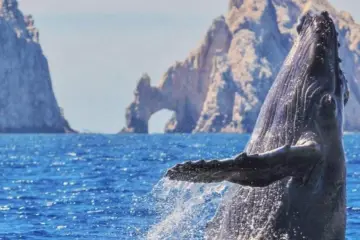 Avistamiento de ballenas en Los Cabos
