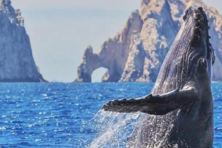 Avistamiento de ballenas en Los Cabos