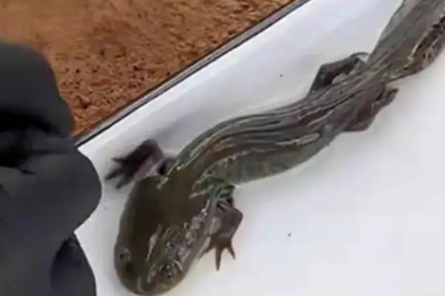 ajolote en Querétaro