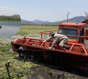 Caso Widoo Los Cabos