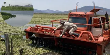 Caso Widoo Los Cabos