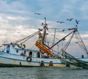 Veda en costas de BCS