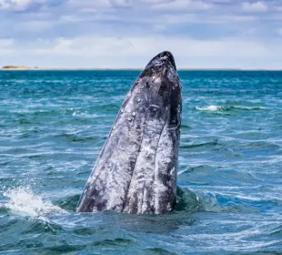 Puerto Chale Ballena Gris