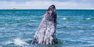 Puerto Chale Ballena Gris
