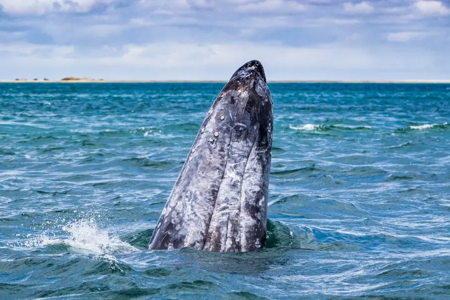 Puerto Chale Ballena Gris