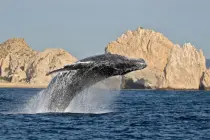 manual avistamiento de ballenas