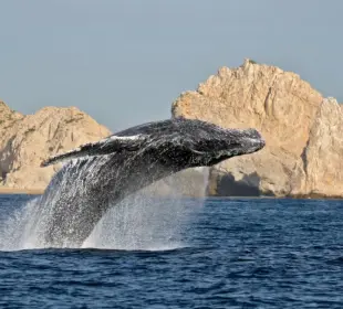 manual avistamiento de ballenas