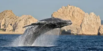 manual avistamiento de ballenas