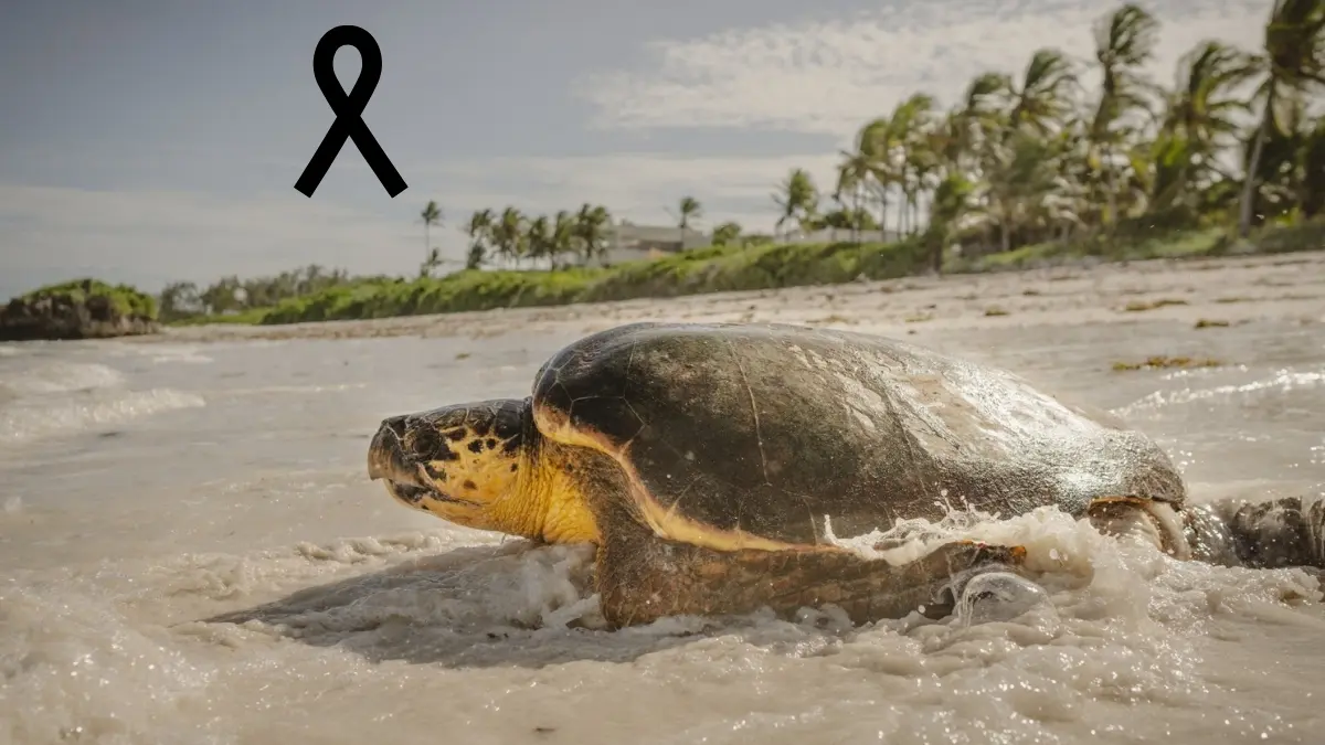 Animales marinos en Veracruz