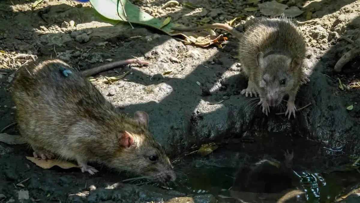 Plaga de ratas en CDMX: Riesgos sanitarios y enfermedades