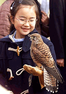 Mikako Hiramatsu, 8, smiles at a peregrine falcon perching on her palm during a New Year's falconry demonstration at Hamarikyu garden in Tokyo Sunday, Jan. 2, 2000. Nine falconer displayed traditional falconry skills and showed the raptorial birds to some hundred of visitors