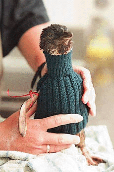   PHILLIP ISLAND : A penguin is clad in a knitted jumper in a bid to prevent ingestion of oil from a slick off Phillip Island, Tasmania, Sunday. Four penguins at the world renowned penguin colony have died as a result of the slick. This is one of 53 penguins rescued by volunteers after spillage from unknown ship off Victorian coast. AP/PTI