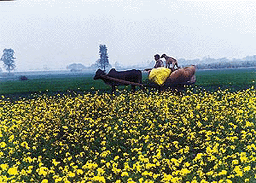 A villager, atop a bullock-cart, passing through a field of sarson in full bloom, on his way home. This photograph was clicked by Tribune lensman Karam Singh near Morinda on Tuesday