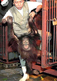 An organgutan, one of six endangered wild primates smuggled into Japan by a pet shop in Osaka (western Japan) eight months ago, is taken out from a cage by a keeper at a zoo in Kobe on Wednesday before being flown back to Indonesia