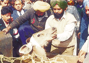 Employees of the Wildlife Department manage to bring a frightened sambhar under control after tranquilising it. 