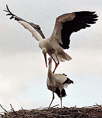 A male stork lands on its partners back after returning to the nest at Alcala de Henares, 30 km north of Madrid. Storks normally return to Spain in early February after avoiding the winter in warm Africa