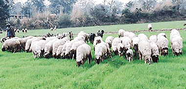 Despite the rain, the verdant fields of Zirakpur beckon a herd of sheep and goats.  Tribune photo by Karam Singh