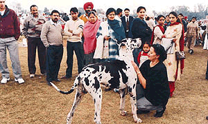 A Great Dance is being groomed by its owner before the Animal Dog Show in Patiala on Sunday