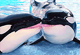 Love is in the air at Sea World Orlando as Valentine's Day approaches. Cupid's arrow apparently hit Shamu and Namu, two of the park's killer whales, leading the couple to show their affection with a smooch on Friday.