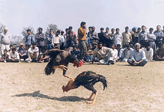 A cock fight in progress at the Polo Grounds in Patiala on Sunday