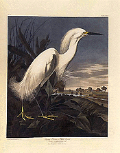 This is Plate 242 from an original subscriber's set of John James Audubon's illustrated book "The Birds of America," published 1827-1838. The four-volume book of 435 hand-colored, engraved plates, among the finest ever produced, sold for a record $8.8 million at Christies auction house on Friday. AP/PTI