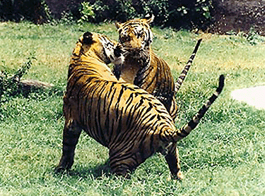 This is no fight to the finish. It ios spring time, and karam Singh has managed to click these tigers engaged in a friendly bout at Chhat Bir Zoo