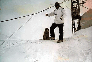 Local dog on guard with troops in Siachen glacier under sub-zero temperature 