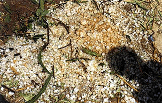 Photograph shows hails which left crops damaged and injured many people killing one villager in the Udhamsingh Nagar Indo-Nepal border on Saturday