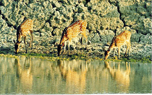 Wild deer quench their thirst at a pond at Sanjnekhali in sun-parched Sunderbans, West Bengal