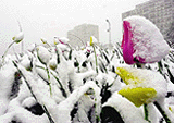 Spring tulips bow to the weight of snow early on Sunday morning, in Philadelphia. A quick moving storm dumped several inches of snow in Philadelphia after catching people by surprise after balmy temperatures