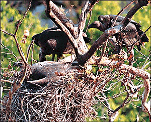 Parents vultures oversee a young vulture in its nest atop a jamun tree on Ashoka Road in New Delhi, Wednesday. The gradual dissapearance of the worlds best scavenger, which has been on the verge of extinction for more than a decade has caused much concern to conservationists, environmentalists, nature lovers and rural folk