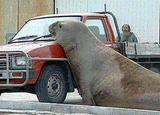 The elephant seal "Homer" presses himself against a car at Gisborne boat ramp on New Zealand's North Island on Wednesday in this TV image. Homer, named after cartoon character Homer Simpson, has been causing havoc since arriving at Gisborne boat ramp a fortnight ago, spending a large part of his day scratching himself against objects at the boat ramp like cars
