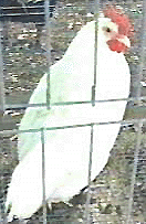 Going gets tough for poultry owners