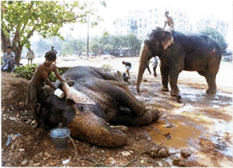 A pachyderm enjoys a bath given to it by its keeper in suburban Mumbai as the temperature soars