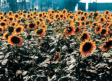 The current heat wave sweeping the region seems to have given a new lease of life to these sunflowers blooming in a field near Dera Bassi.  Tribune photo by Pankaj Sharma