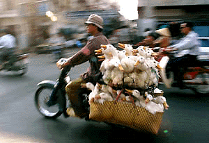  HO CHI MINH CITY : A Vietnamese motorcyclist rides through a Ho Chi Minh City street with a herd of ducks early Tuesday morning, April 25, 2000. The former capital of South Vietnam will celebrate the 25th anniversary of the end of Vietnam War in ceremonies and parade on April 30.  AP/PTI
