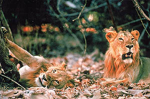 The Lions of Darkness: Following the king of the jungle.