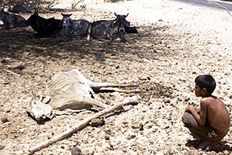 Carcass of a cow which succumbed to intense heat wave blowing across Barmer distict in western Rajasthan