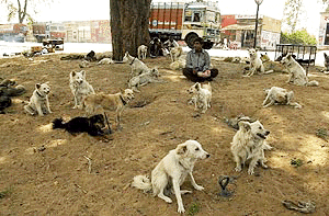 Domestic dogs stolen by a group of nomadic gypsies are kept chained on a roadside along a highway in Keshupura, near Jaipur, to attract prospective buyers. The gypsies, who make a living by selling stolen dogs, charge between Rs 200 and Rs 500 per dog. According to eye witnesses, the dogs are badly treated with many of them dying of starvation